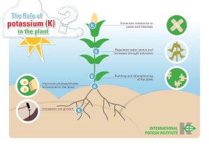 Potassium Compound Fertilizer