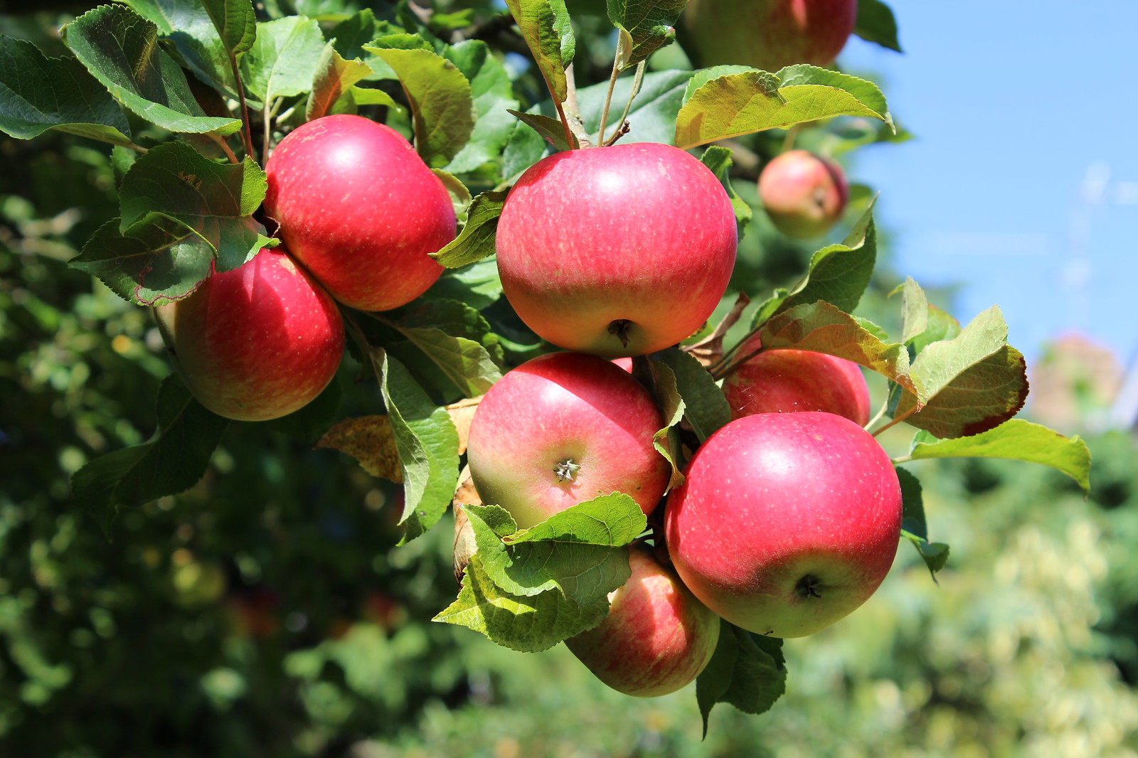Mineral Fertilizer for Fruit Trees: What Nutrients Matter Most and How to Apply Them