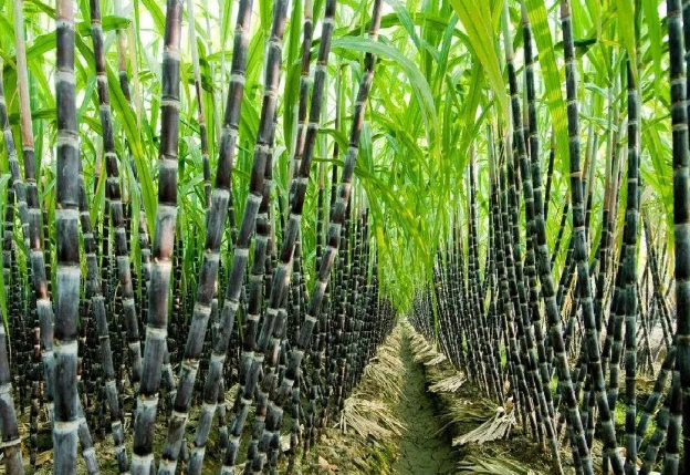 Mineral Fertilizer for Fruit Trees