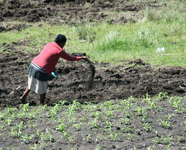 Innovative Uses of Diammonium Hydrogen Phosphate in Modern Farming Techniques