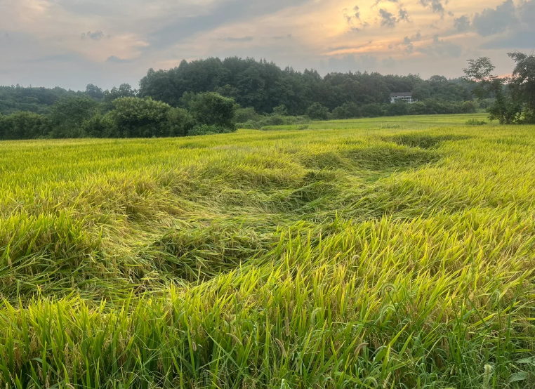 Using SOP Fertilizer to Reduce Lodging Risks in Rice Crops