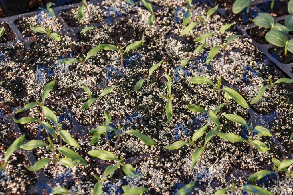 perlite for organic fertilizer